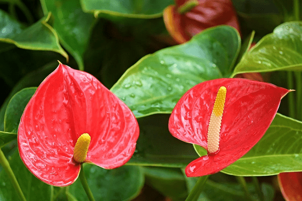 Anthurium plants