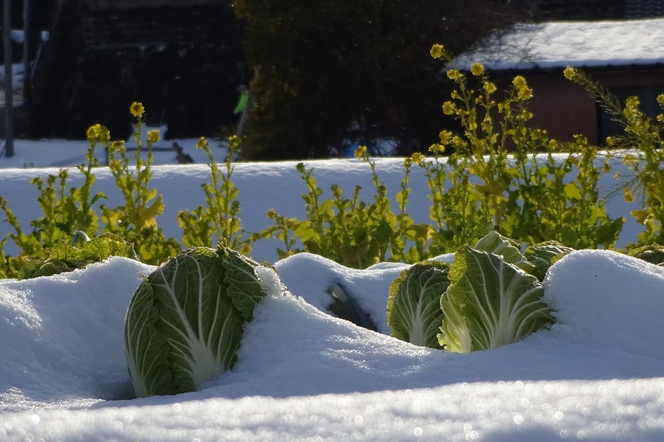 Chinese cabbage, and rape blossoms with snow