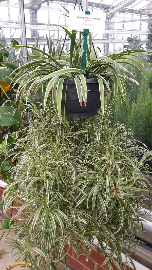 Chlorophytum comosum in baskets