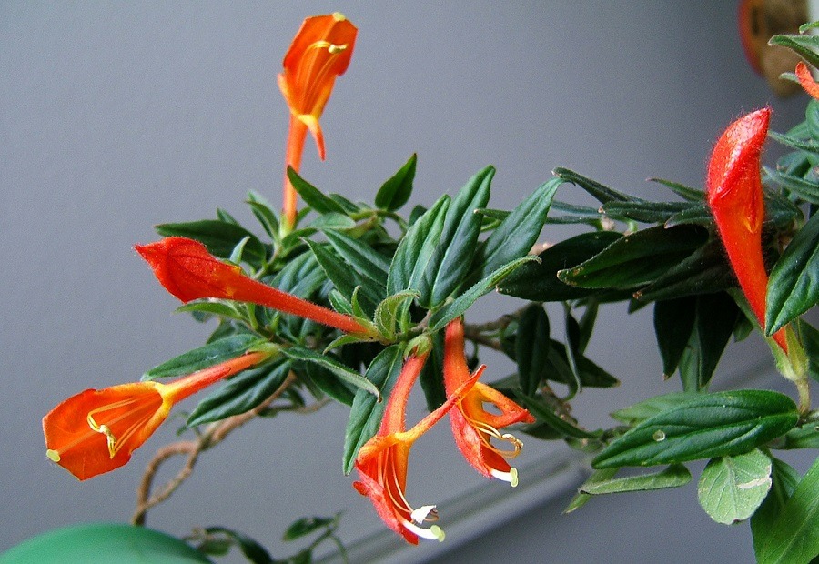 Columnea plant with orange flowers