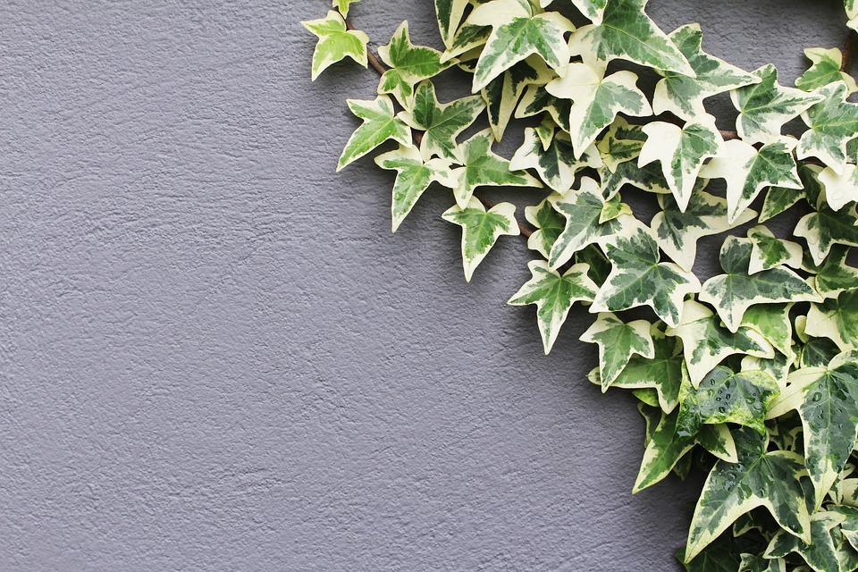 English Ivy on a wall