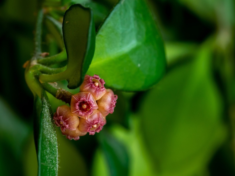 Hoya plant with flowers