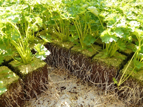 Parsley plants in separate squair soils