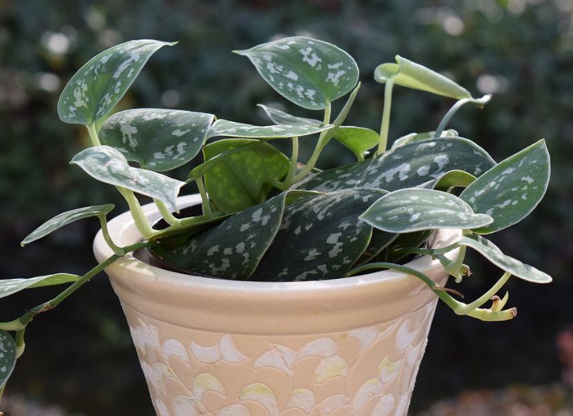 Philodendron silva in a pot
