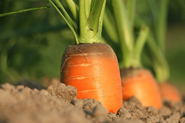 a close-up carrots growing on a soil