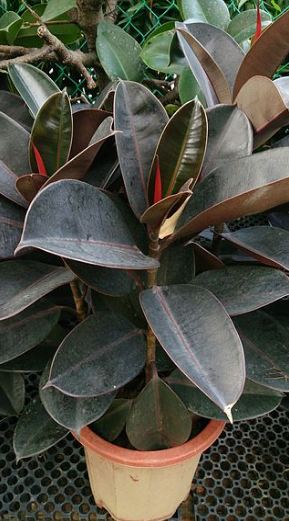 a potted Rubber Tree plant