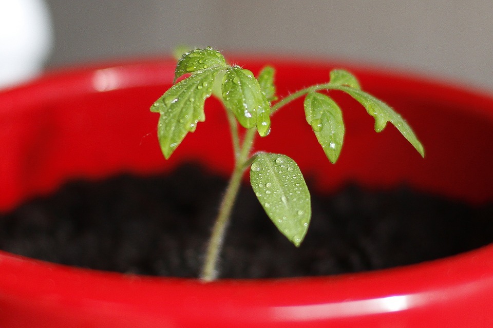 a tomato seedling with droplets of water