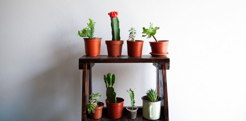 cacti and succulents in pots in a wooden rack