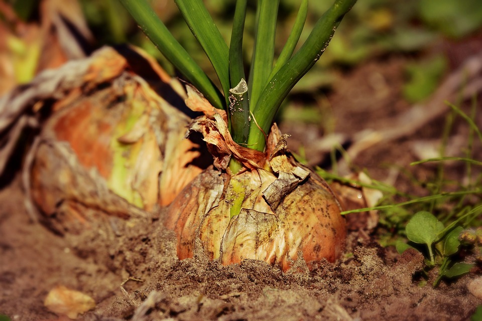 onion plants on the soil