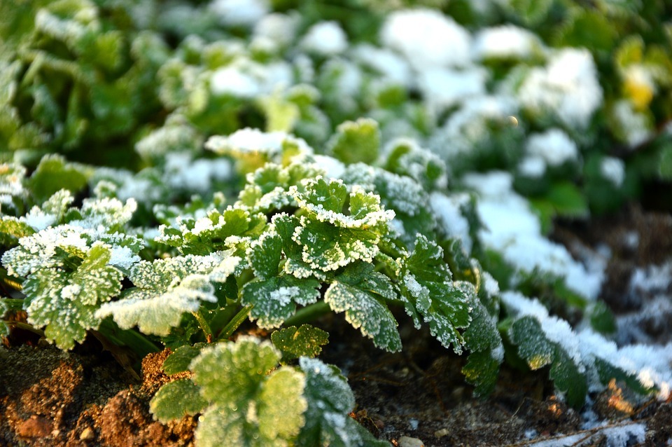 parsley with snow