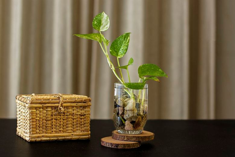 photos plant on a glass with stones and water, a wooden basket on top of a table