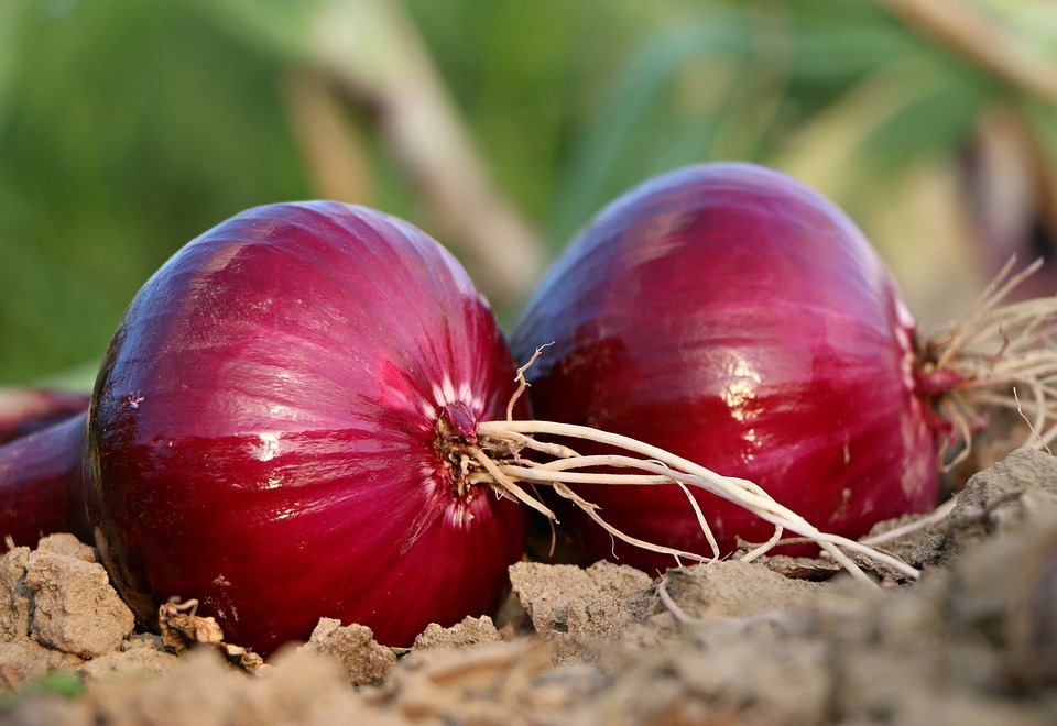 red onion bulbs with roots