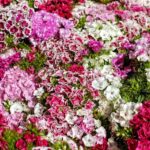 various zinnia blossoms