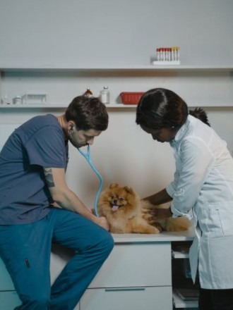 A veterinarian and his assistant checking a dog