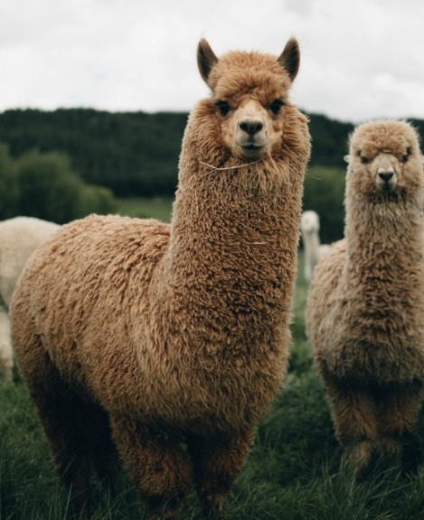 Two llamas with light brown fur