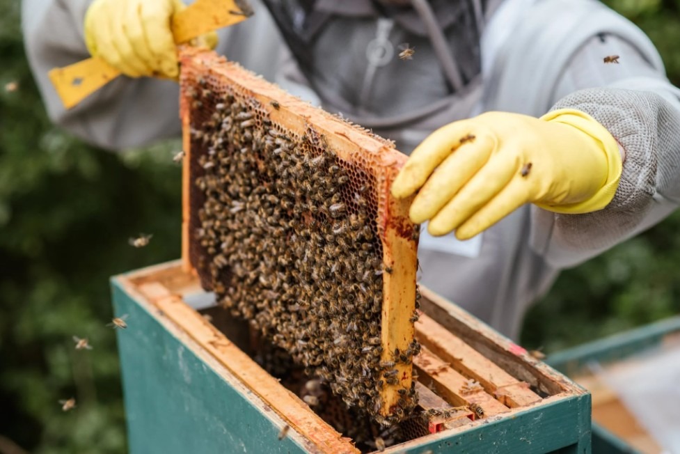 A farmer taking honeycomb from a beehive