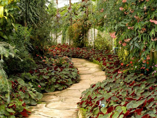 A garden with several plants and trees and a pathway