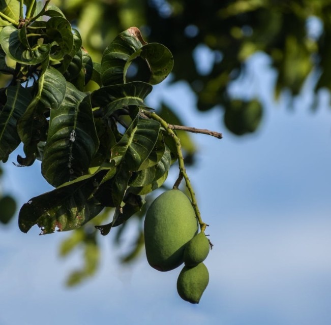 A green colored mango hanging out on a branch of a tree