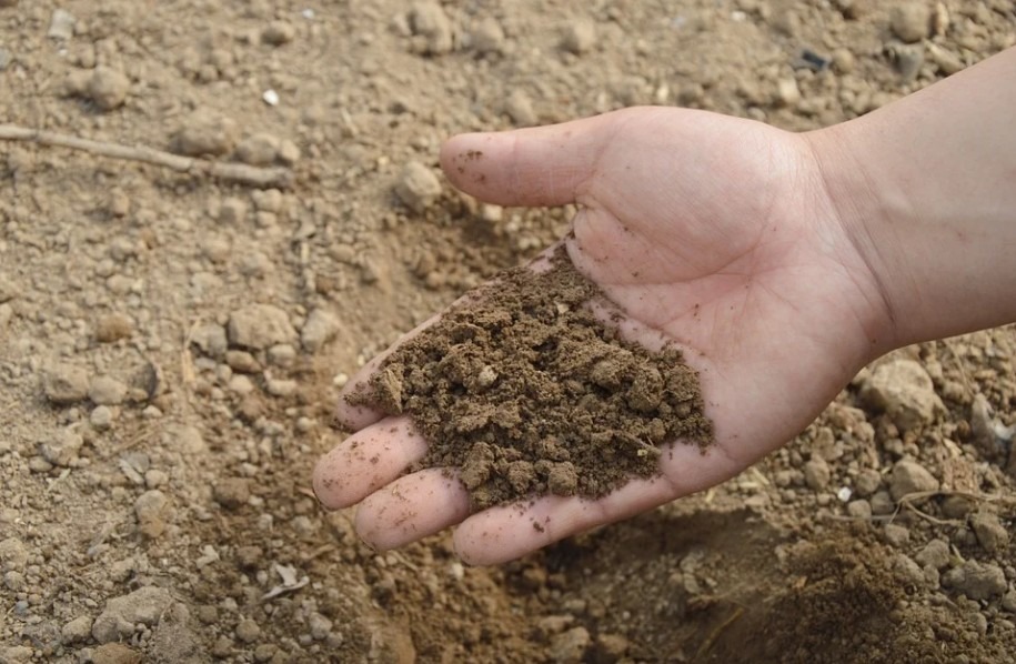 A person with soil in their hand