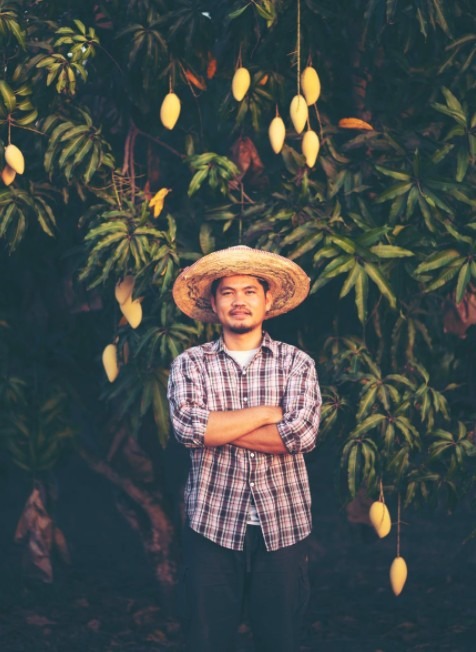 A person with their arms folded, wearing a hat standing in front of a mango tree