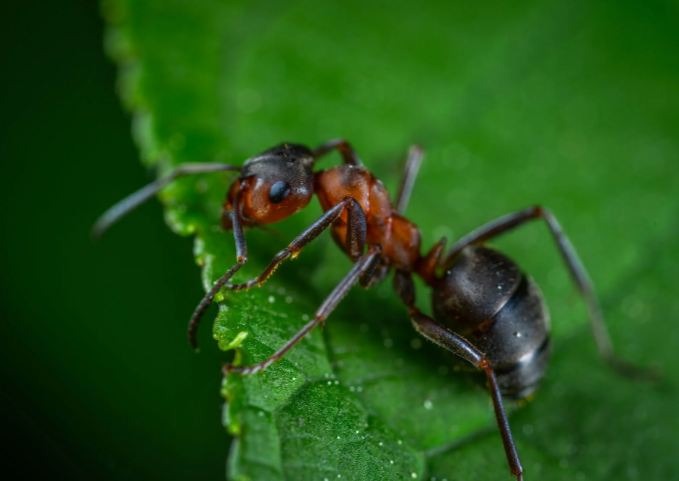 A red ant on a green leaf.