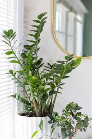 An indoor plant beside a window