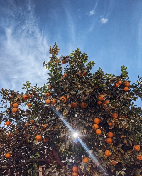 An orange tree in the sunlight