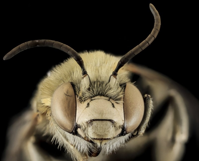 Close up of a bee