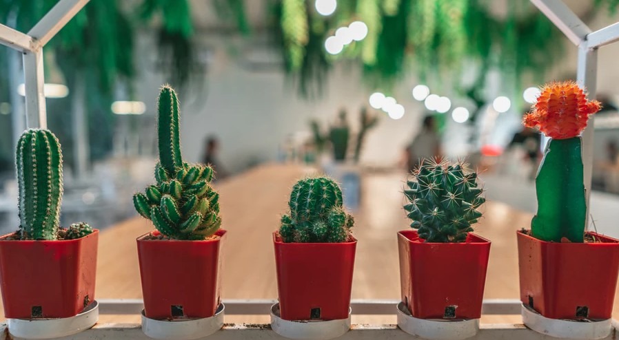 Factors to Consider Before Choosing a Cactus Plant