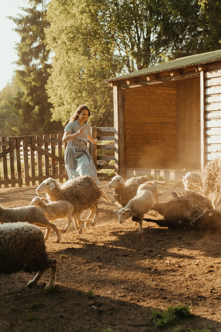 A woman standing beside a herd of sheep