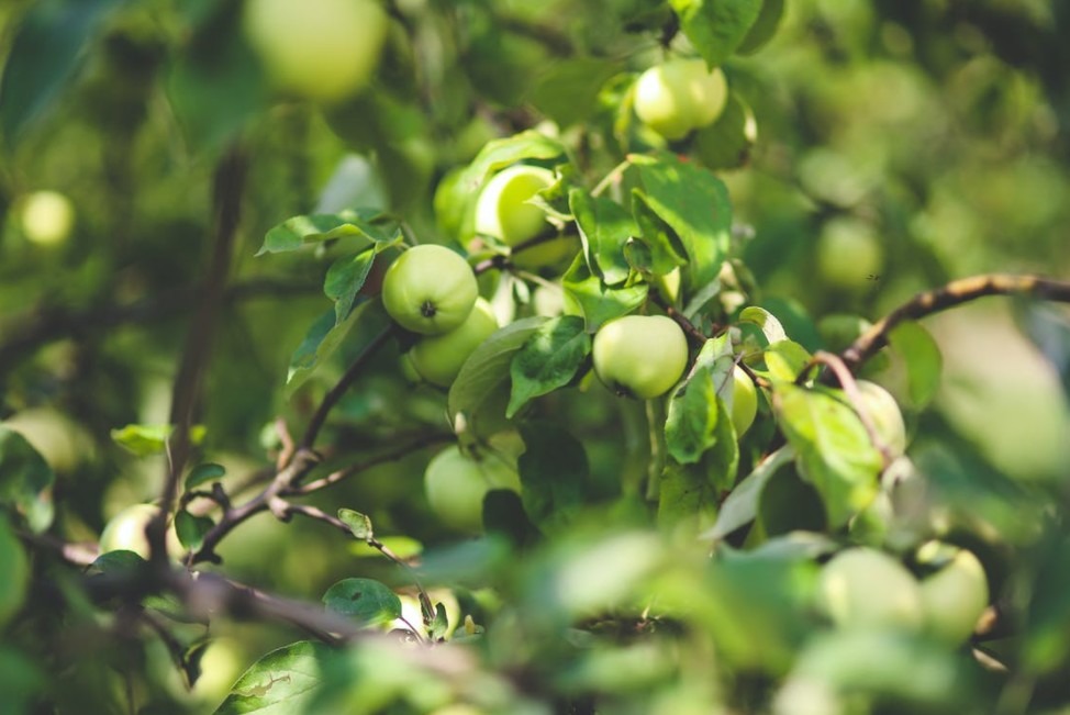 Green apples on a thin branch
