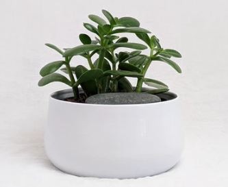 Jade Plant – Crassula ovata