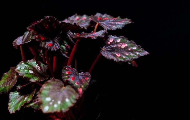 Painted-Leaf Begonia