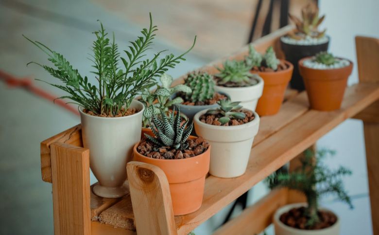 Several small potted plants on a wooden table