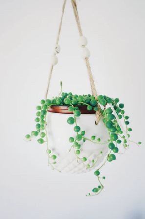String of Pearls – Senecio rowleyanus