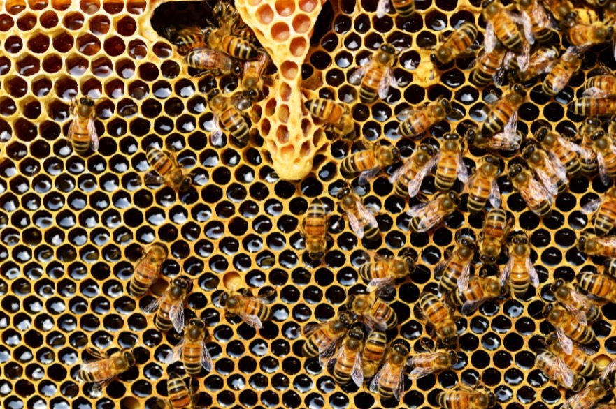 Top view of bees putting honey