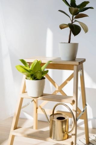 Two plants with a watering can on a wooden ladder  