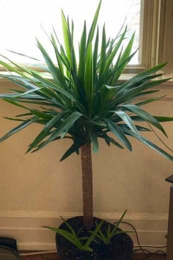 Yucca Plant – Yucca gigantea