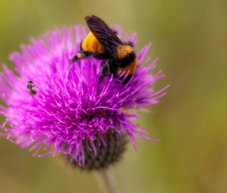 nature-summer-flower-bee