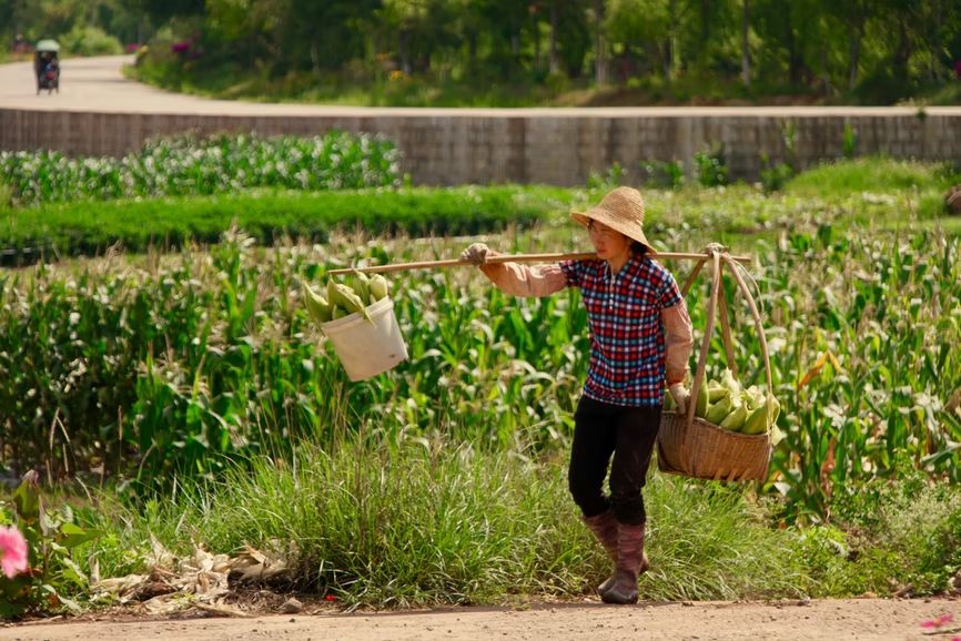 A woman farmer carrying corn in two baskets
