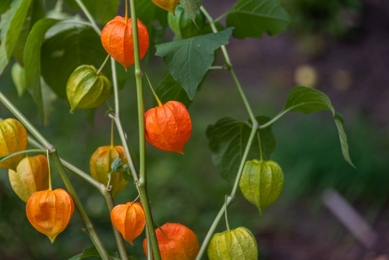 A bush of decorative Physalis or Winter Cherry on a background of a wooden wall.