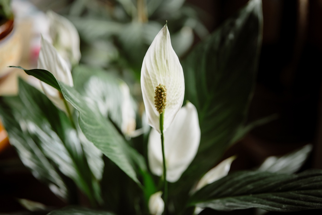”A close-up photo of a peace lily”