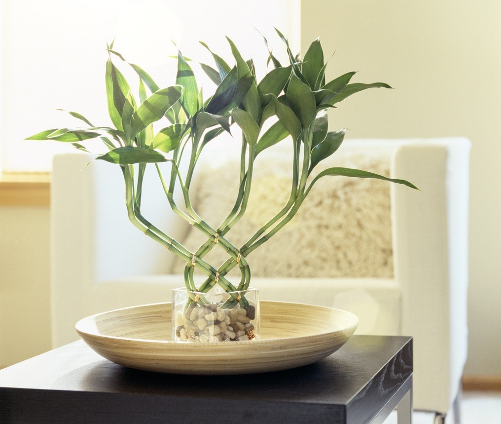 ”A lucky bamboo plant in a modern living room”