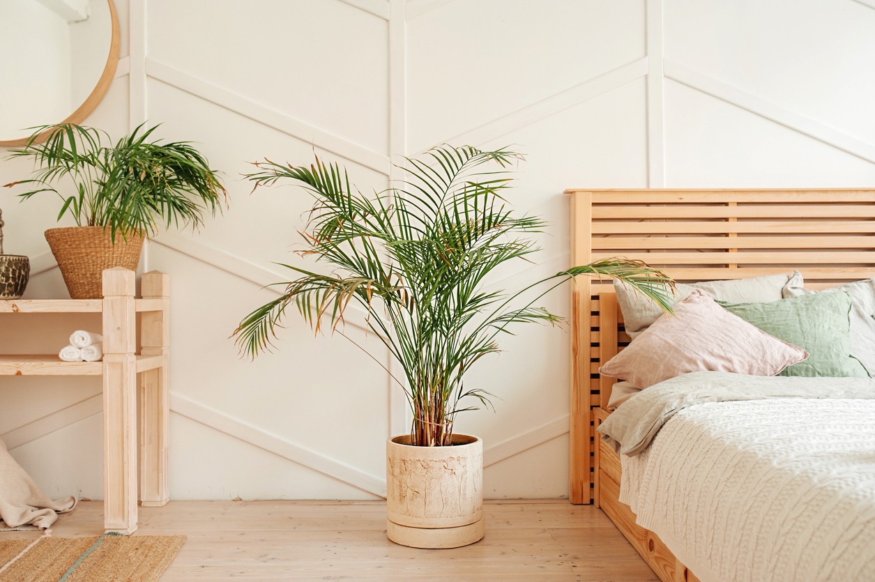 ”A parlor palm plant pot in a Scandi-styled bedroom”