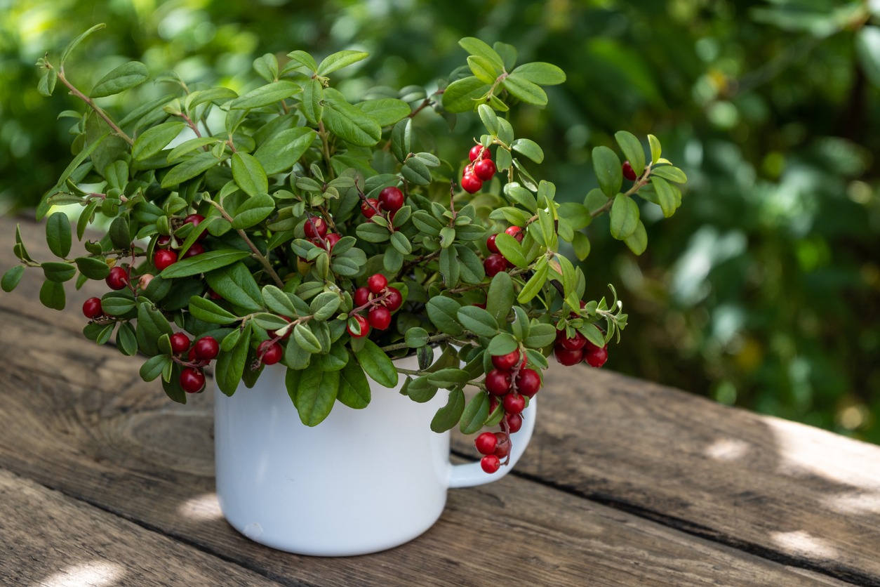Cranberry branches with ripe berries