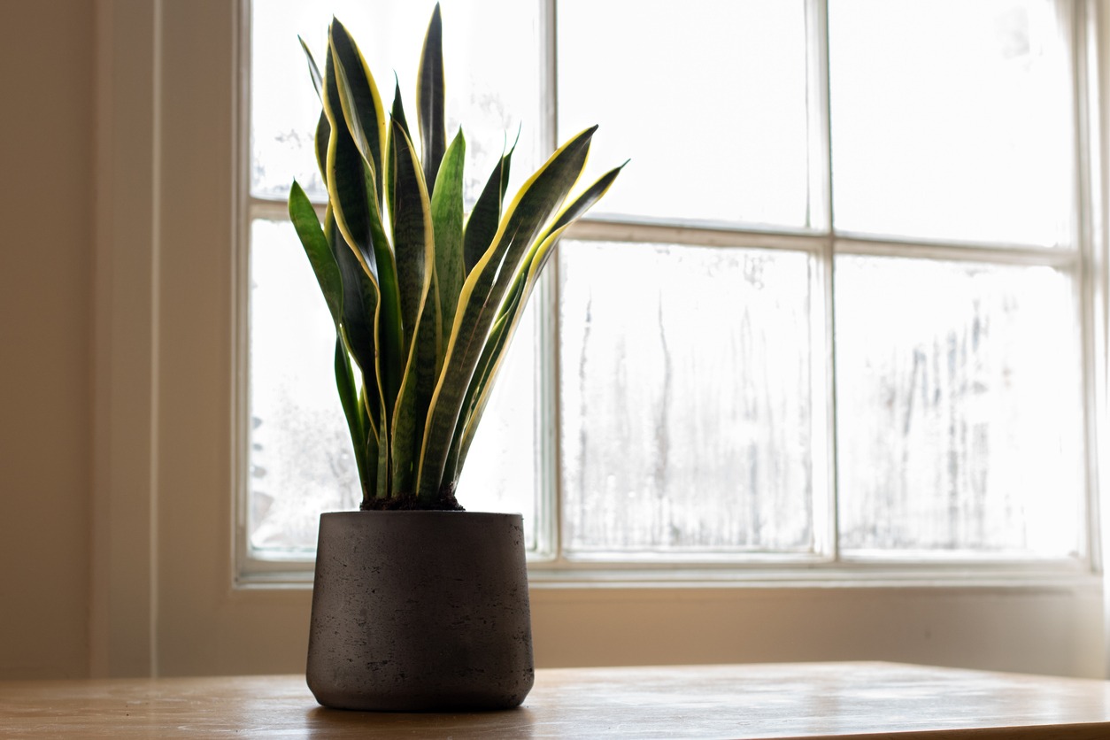 ”A snake plant next to a window”