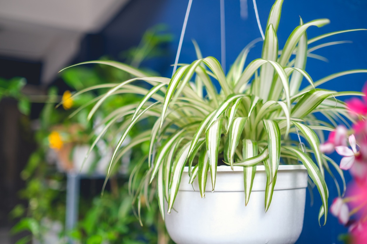 ”A spider plant hanging from a white pot”
