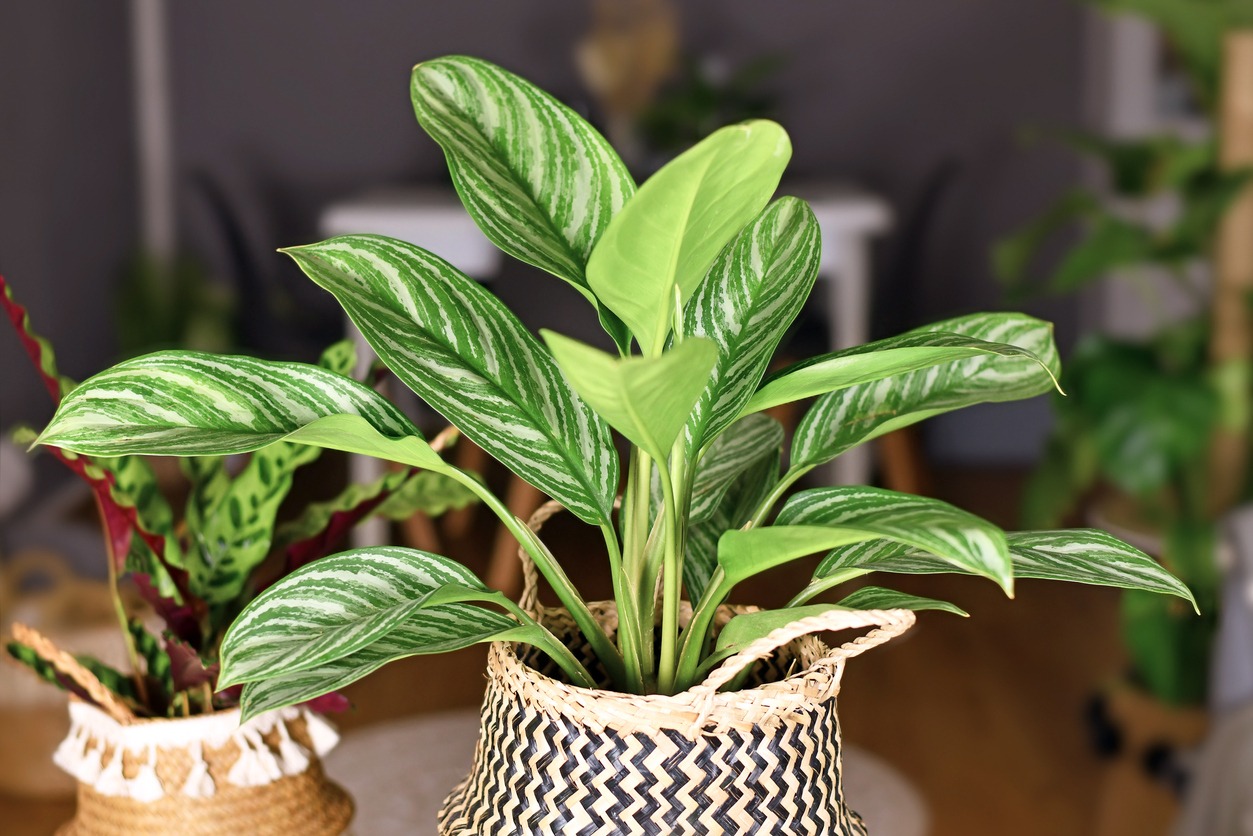 ”A tropical Chinese evergreen houseplant indoors”