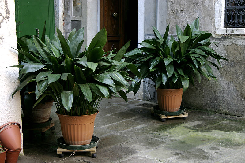 ”Cast iron plants on a walkway”