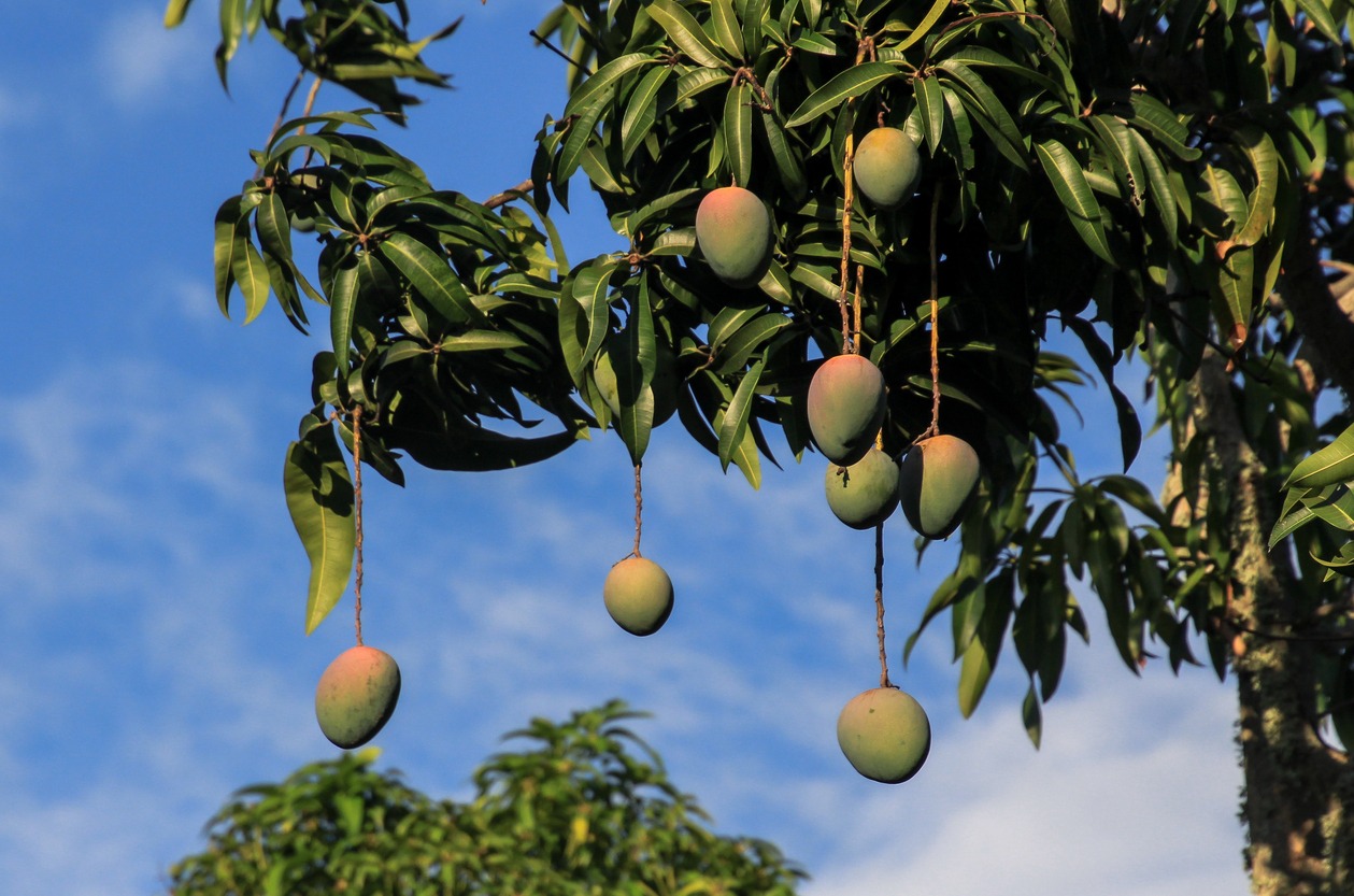 Dangling Mangoes
